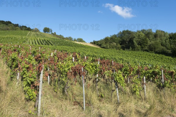 Vines stretch up the hill, lined with trees, under a clear sky, infested with disease, near Korb
