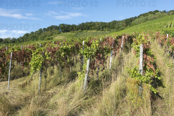 A vineyard full of vines surrounded by grass with a forest in the background, infested with
