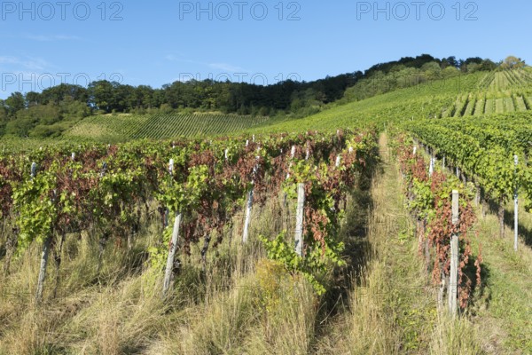 Hilly vineyard with green vines under a clear sky, showing an idyllic landscape, infested with