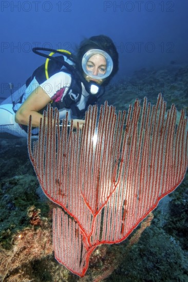 Diver looking at illuminated red comb coral (Ctenocella pectinata), Andaman Sea, Indian Ocean,