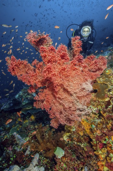 Diver looking at giant knotted fan (Melithaea ochracea) in colourful vibrant intact tropical coral