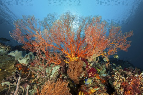 Horn coral (Melithaea) with red branches grows in lively intact colourful tropical coral reef