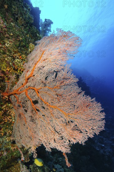 Horn coral (Melithaea) with red branches grows in current filters feeds on plankton, Andaman Sea,
