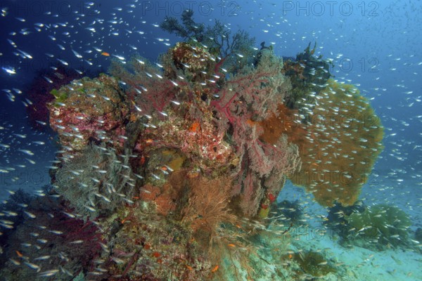 Colourful intact coral reef in front large coloured coral block with different species of horn