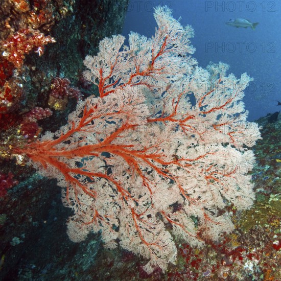 Horn coral (Melithaea) with red branches grows in current filters feeds on plankton, Andaman Sea,