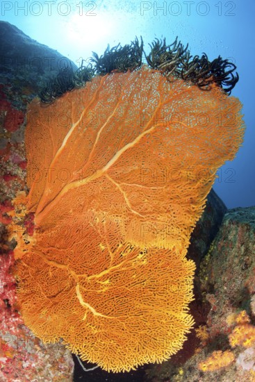 Backlit photograph of large horn coral (Annella mollis) fan coral Giant fan growing towards the