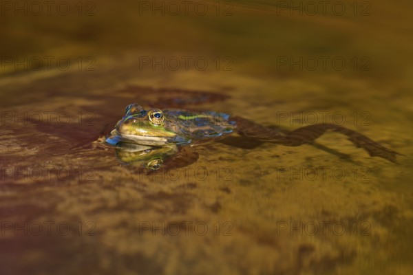 European Common Frog (Rana temporaria), in shallow brown water with strong reflection and natural