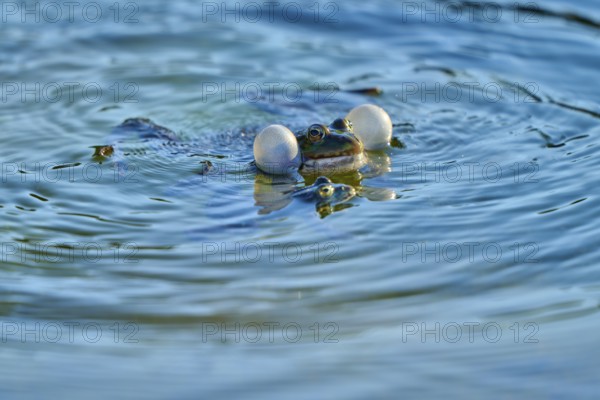 European Common Frog (Rana temporaria), blowing bubbles in blue water, surrounded by gentle ripples