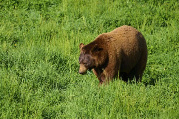 American Black Bear (Ursus americanus), walking slowly through the tall grass of the green meadow,
