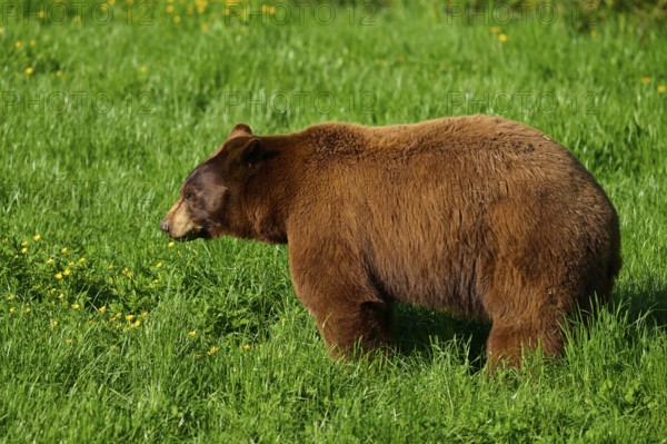 American Black Bear (Ursus americanus), in natural surroundings on a green meadow in fine weather,