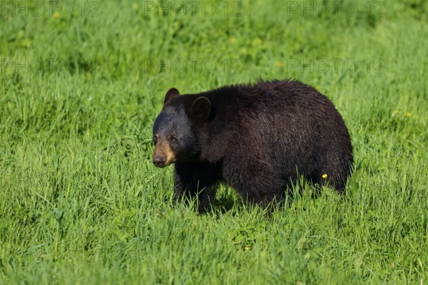 American Black Bear (Ursus americanus), in the meadow, surrounded by green grass in a natural