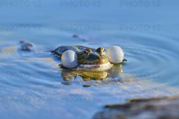 European Common Frog (Rana temporaria), with inflated air sacs in blue water, France