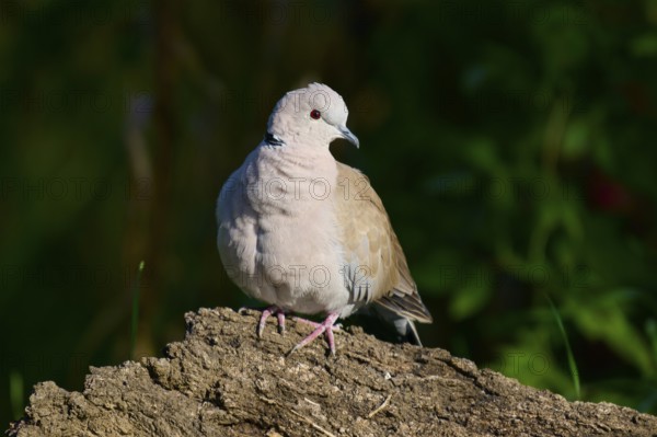 Eurasian collared dove (Streptopelia decaocto), on a natural background with soft brown plumage and