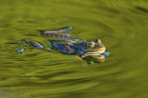 European Common Frog (Rana temporaria), swimming in green water, showing vivid details and natural