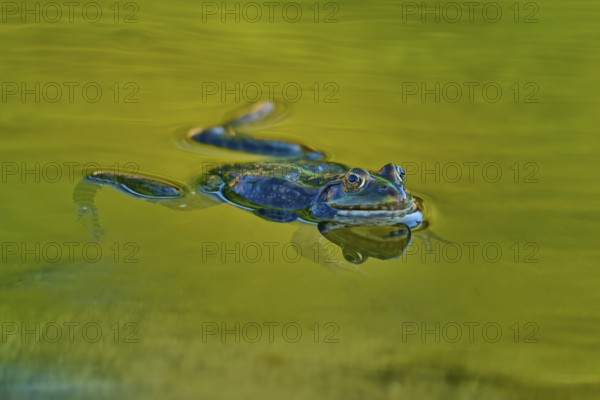 European Common Frog (Rana temporaria), swimming in clear green water, with visible natural details