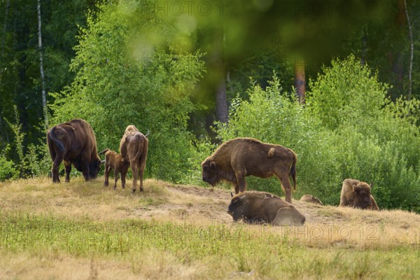 Bison (Bison bonasus), herd of bison with young animals grazing in front of a forest, summer,