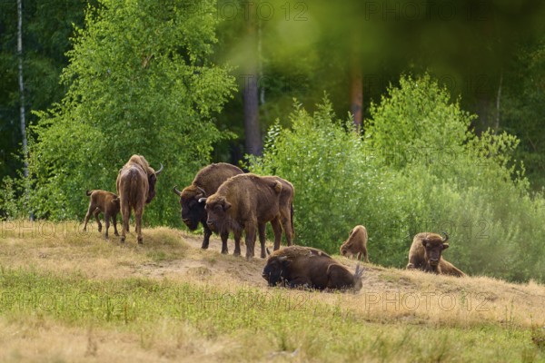 Bison (Bison bonasus), herd of bison with young animals grazing and resting on a green meadow in
