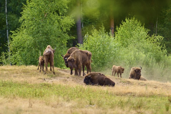 Bison (Bison bonasus), herd of bison with young animals gathered in a field with green background,