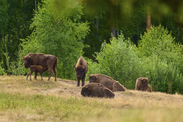 Bison (Bison bonasus), herd of bison with young animals grazing in a green, summery forest