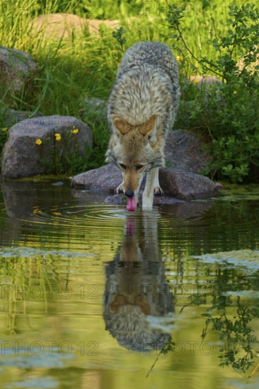 A coyote drinks from a pond, its tongue touches the water, the reflection is visible, coyote (Canis