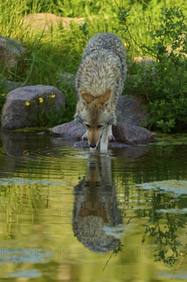 A coyote leans over a pond to drink water, the reflection is clearly visible, coyote (Canis
