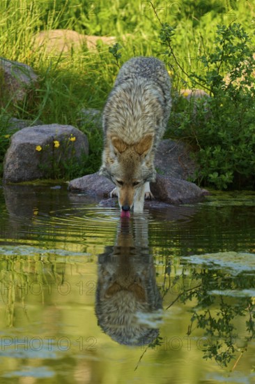 A coyote drinks from a pond, its reflection can be seen on the water surface, coyote (Canis