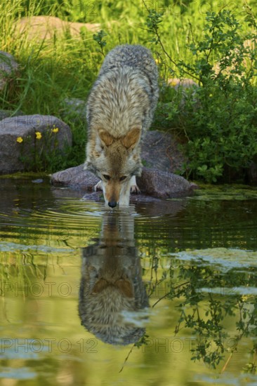 A coyote drinks water from a pond, its reflection is visible in the water, coyote (Canis latrans),