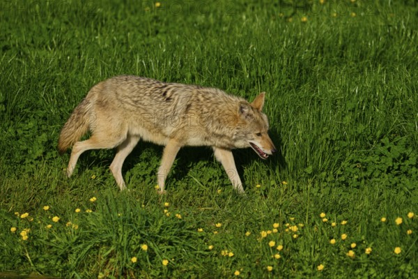 Coyote walks relaxed over a green meadow, yellow flowers blooming in spring, coyote (Canis