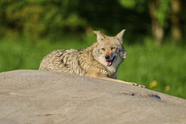 A sitting coyote on a stone, with cheerful open mouth in green surroundings, Coyote (Canis