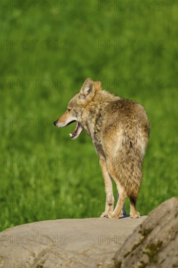 A yawning coyote stands on a stone surrounded by green grass in a natural setting, Coyote (Canis