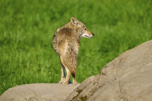 A coyote stands on a rock with its back to the camera, surrounded by green landscape, Coyote (Canis