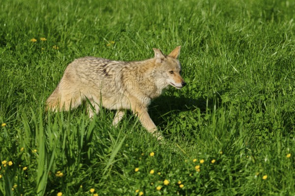 A coyote creeps through a green meadow full of grass and small yellow flowers, coyote (Canis