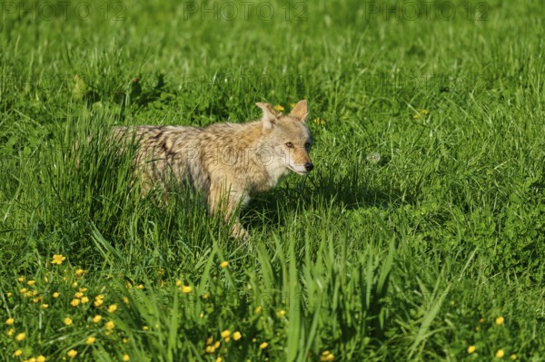 A coyote moves through dense green grass with yellow flowers in a natural environment, coyote