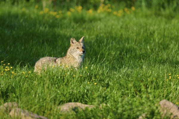 A coyote stands in a green meadow, surrounded by yellow flowers, in the open air, Coyote (Canis