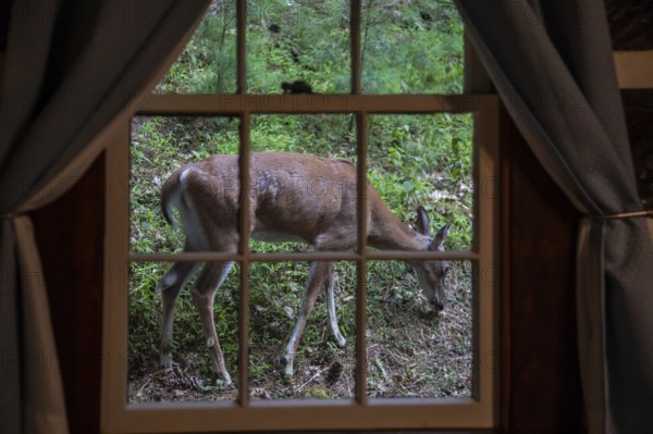 Marlinton, West Virginia - A white-tailed deer (Odocoileus virginianus) outside a cabin in Watoga