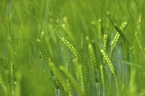 Grain field with unripe ears of barley (Hordeum vulgare), delicate structure, texture, background