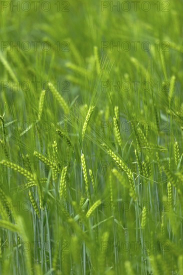 Grain field with unripe ears of barley (Hordeum vulgare), delicate structure, texture, background
