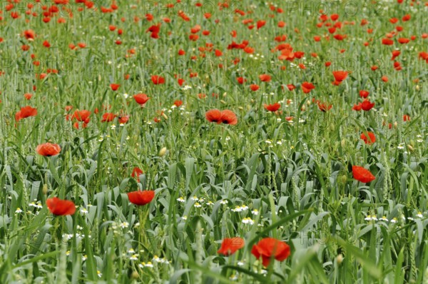 Wheat field, wheat (Triticum aestivum) with poppies (Papaver rhoeas) and daisies (Leucanthemum
