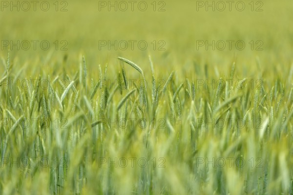 Grain field with unripe ears of rye (Secale cereale), delicate structure, texture, background
