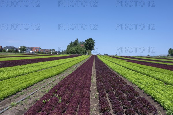 Lettuce cultivation in Knoblauchsland, early vegetable cultivation, urban area Nuremberg, Fürth