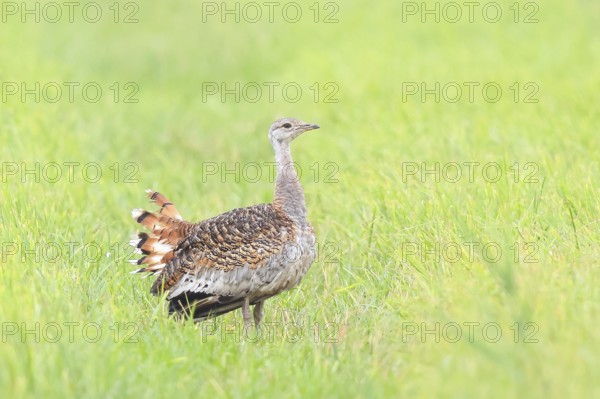 Great Bustard (Otis tarda), standing in a meadow, steppe bird, extremely rare bird species,
