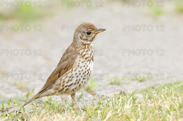 Song thrush (Turdus philomelos) standing on garden path, wildlife, thrushes, migratory bird,