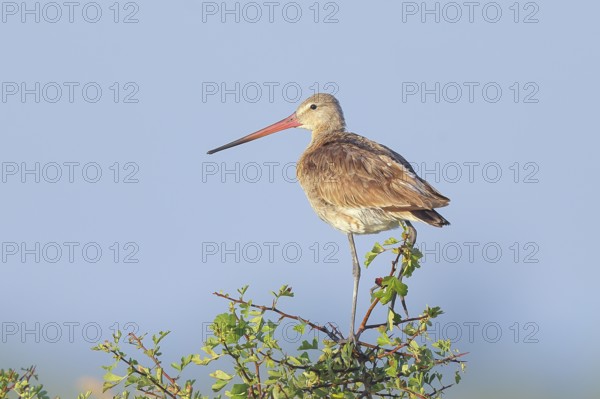 Black-tailed godwit (Limosa limosa), adult wader standing on a bush, wildlife, animals, birds,