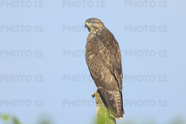 Buzzard (Buteo buteo) on the lookout, lurking on a concrete post, wildlife, animals, birds, bird of