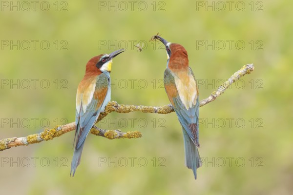 Bee-eater (Merops apiaster) pair sitting on a branch, male, breeding, wildlife, mating, migratory