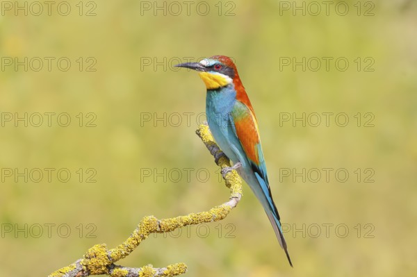 Bee-eater (Merops apiaster) sitting on a branch, male, breeding, wildlife, mating, migratory bird,