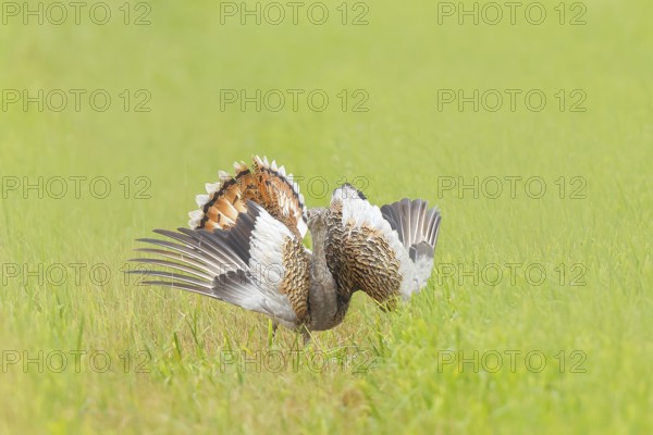 Great Bustard (Otis tarda), standing with spread wings in a meadow, steppe bird, extremely rare