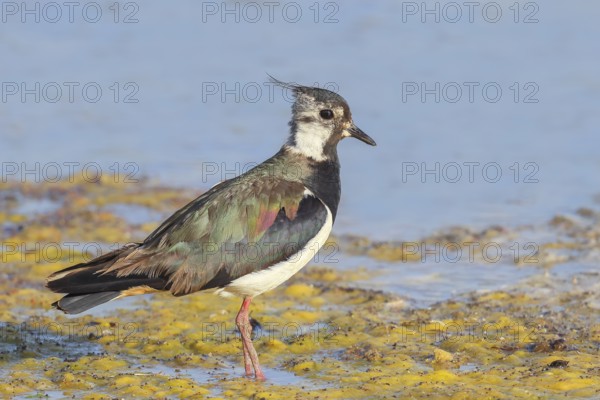 Lapwing (Vanellus vanellus) adult bird foraging in shallow water, wildlife, animals, birds, plover