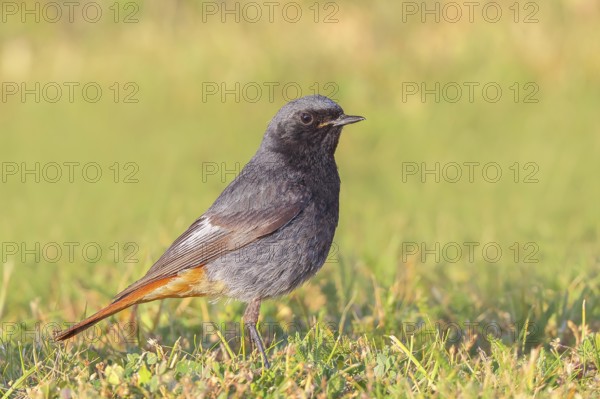Redstart (Phoenicurus ochruros), male standing in the grass, wildlife, animals, birds, songbird,