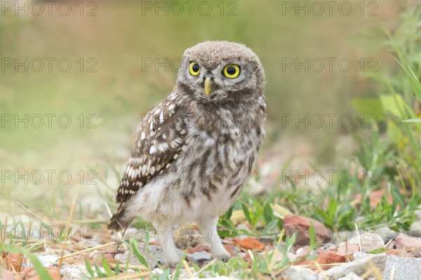 Little owl (Athene noctua) young bird standing on the ground, endangered bird species in Central